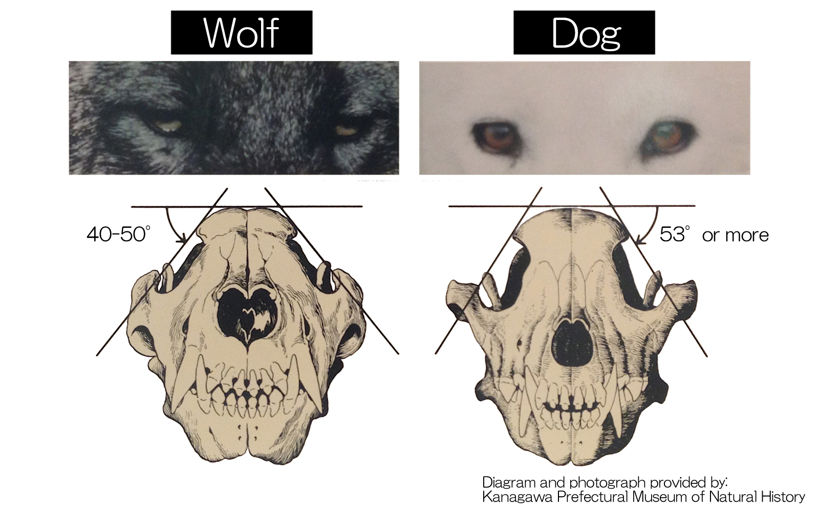 Comparison of the front of the skull and eyes